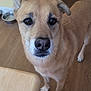 dog, tan_dog, pet, indoor, wooden_floor, table, curious, looking_up, ears, water_bowl, brown_eyes, snout, whiskers, animal, companion, domestic, flooring, furniture, waiting, house