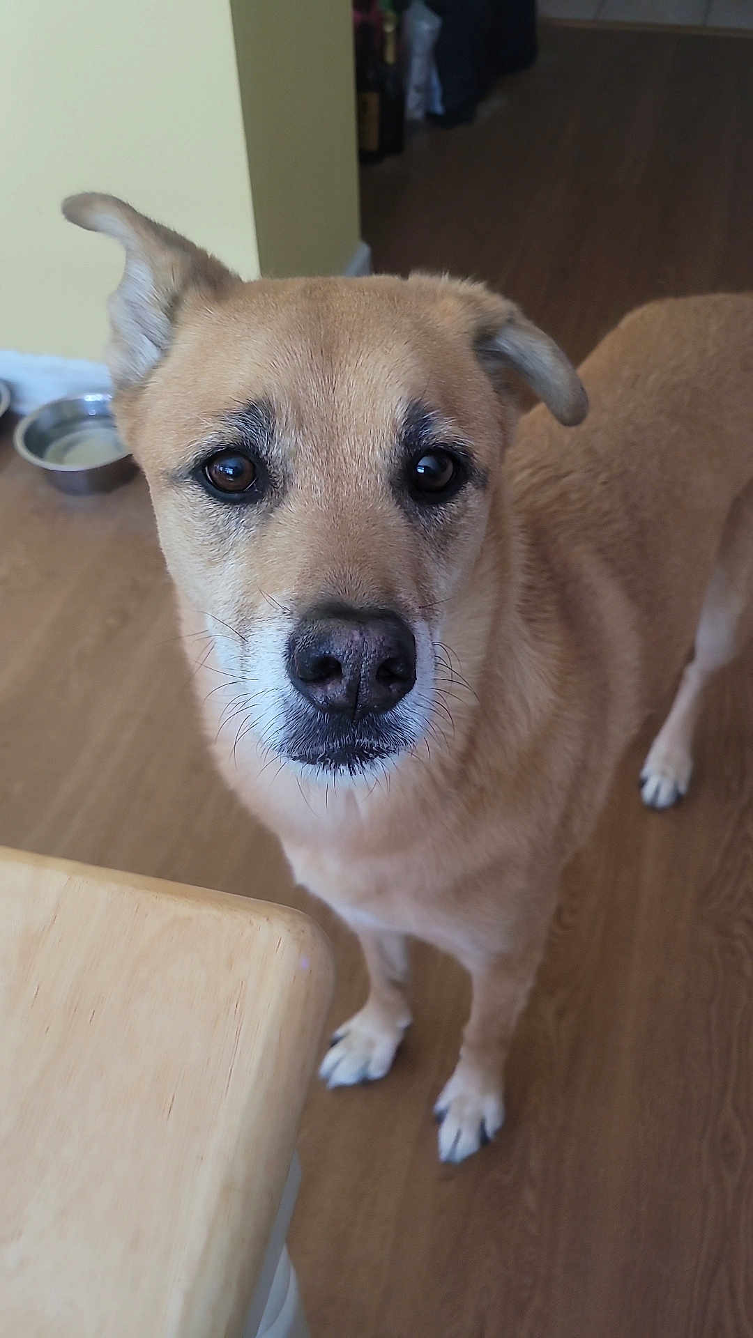 Rocco