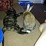 Calliope is registered to the contest to win money with this photo: