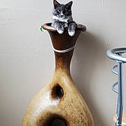 Boots is registered to the contest to win money with this photo: animal, cat, ceramic, chair, curious, decor, domestic_animal, feline, fur, gray_cat, household_item, indoor, paws, pet, relaxed, sitting, still_life, unique_shape, vase, wall