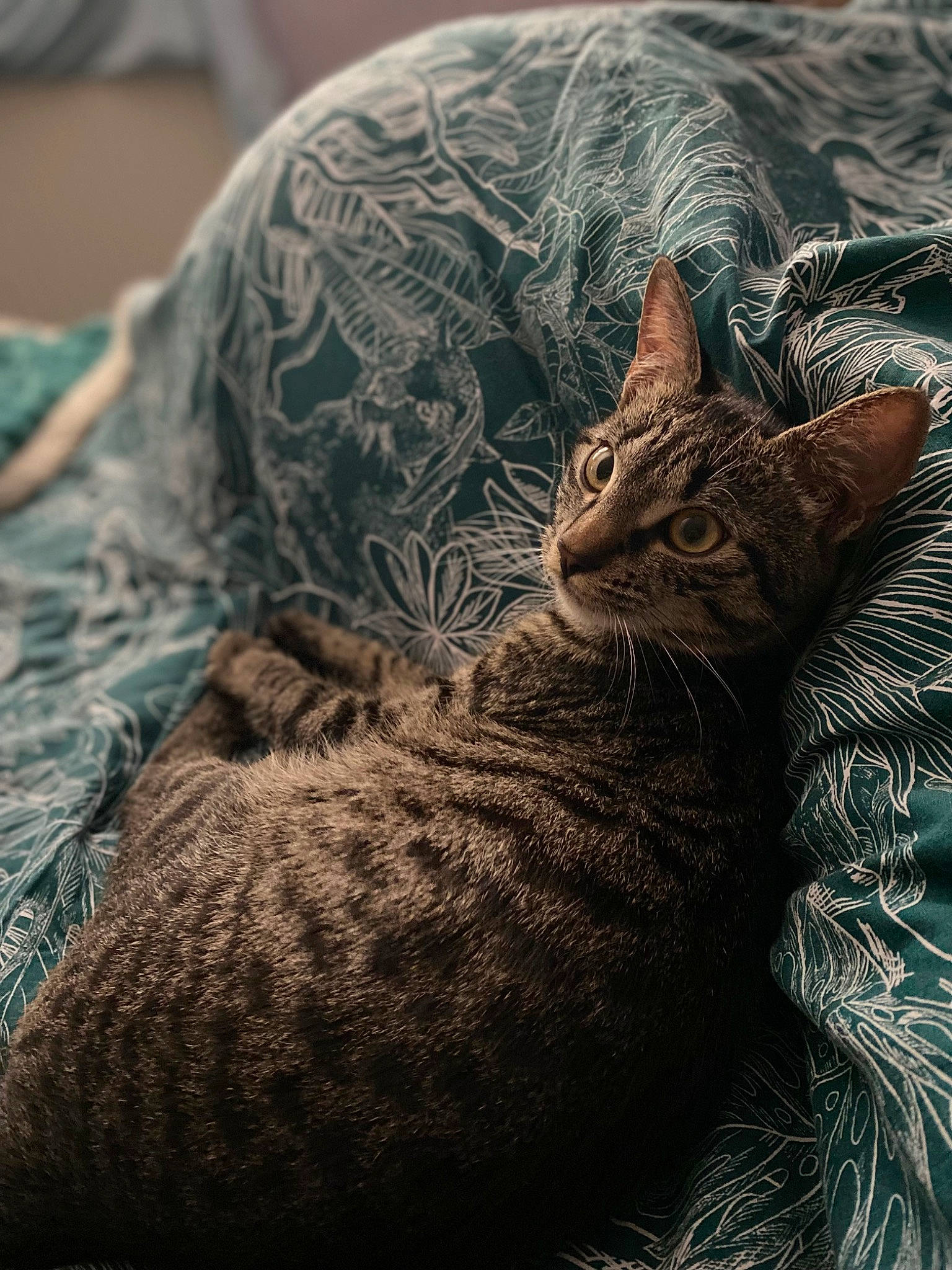 Nala a rejoint le concours — aidez-le/la à gagner de superbes lots ! carnivore, cat, comfort, domestic_short_haired_cat, felidae, fur, grass, grey, nap, pattern, paw, sand, small_to_medium_sized_cats, snout, tail, terrestrial_animal, tree, whiskers, wildlife, window