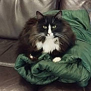 Cachou participe au concours pour gagner de l'argent avec cette photo : cat, black_and_white, long_hair, fluffy, tuxedo_cat, green_blanket, couch, leather, indoor, sitting, portrait, pet, whiskers, ears, eyes, paws, relaxed, cozy, furniture, photography