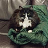 cat, black_and_white, long_hair, fluffy, tuxedo_cat, green_blanket, couch, leather, indoor, sitting, portrait, pet, whiskers, ears, eyes, paws, relaxed, cozy, furniture, photography