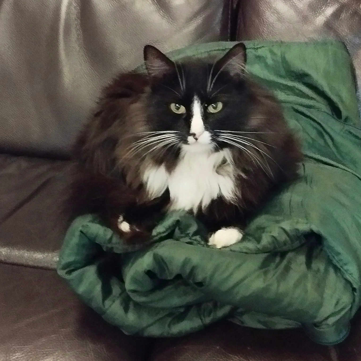 Cachou