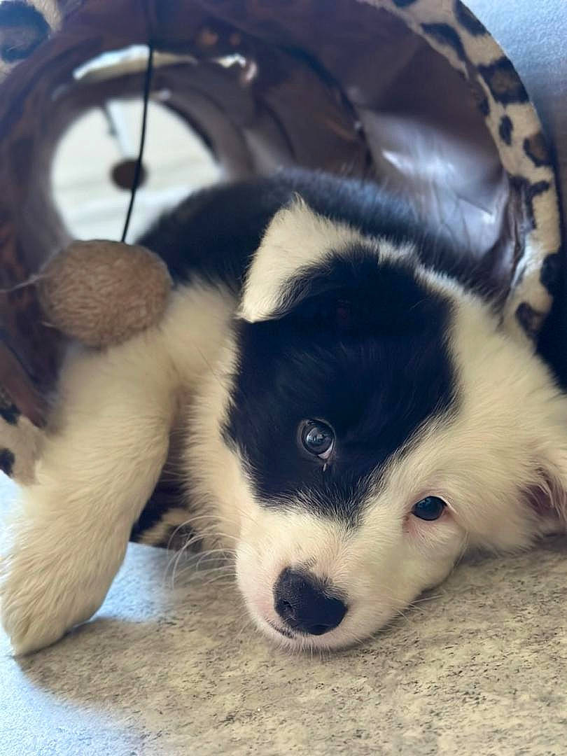 Bandy a rejoint le concours — aidez-le/la à gagner de superbes lots ! canidae, carnivore, companion_dog, dog, dog_breed, foot, fur, herding_dog, non_sporting_group, paw, snout, sporting_group, terrestrial_animal, whiskers, working_animal, working_dog