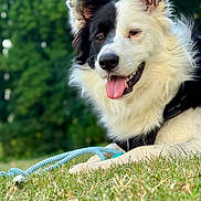 Bandy participe au concours pour gagner de l'argent avec cette photo : animal, black_and_white, canine, close_up, dog, fluffy, furry, grass, happy, leisure, nature, outdoor, pet, playful, portrait, relaxed, rope_toy, smiling, summer, tongue_out
