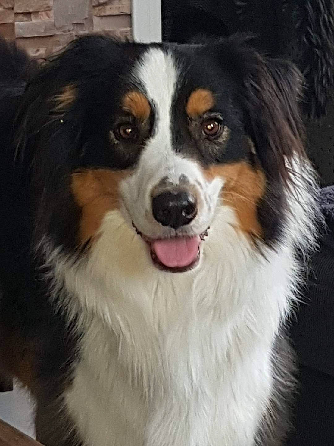 Layko participe au concours pour gagner de l'argent avec cette photo : bernese_mountain_dog, canidae, carnivore, companion_dog, dog, dog_breed, english_shepherd, fur, herding_dog, iris, mammal, organ, snout, sporting_group, vertebrate, whiskers, working_animal, working_dog