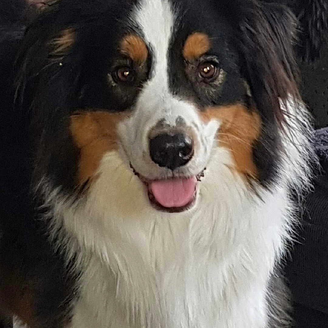 Layko
