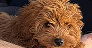 Tootsie is registered to the contest to win money with this photo: animal, brown_fur, close_up, companion, curly_fur, cute, dog, face, friendship, furry, human_arm, indoor, paw, pet, portrait, puppy, relaxed, resting, snout, soft_light