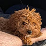 animal, brown_fur, close_up, companion, curly_fur, cute, dog, face, friendship, furry, human_arm, indoor, paw, pet, portrait, puppy, relaxed, resting, snout, soft_light