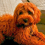 Tootsie is registered to the contest to win money with this photo: animal_portrait, blanket, canine, collar, comfort, companion, couch, curly_hair, cute, dog, domestic_animal, fluffy, fur, home, indoor, looking_at_camera, mammal, orange, pet, resting