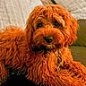 animal_portrait, blanket, canine, collar, comfort, companion, couch, curly_hair, cute, dog, domestic_animal, fluffy, fur, home, indoor, looking_at_camera, mammal, orange, pet, resting