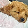 Tootsie joined the competition — help win amazing prizes! puppy, dog, sleeping, cute, fluffy, brown, fur, nose, closeup, pet, animal, resting, cozy, soft, blanket, indoors, adorable, young, peaceful, nap