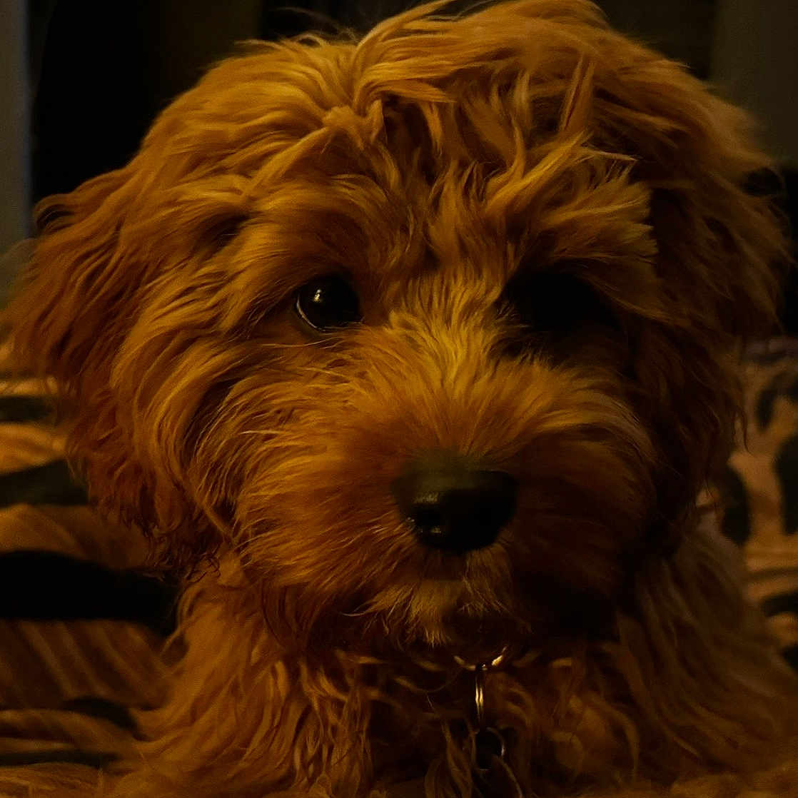 Tootsie is registered to the contest to win money with this photo: adorable, animal, brown, canine, closeup, companion, cozy, curly_fur, cute, dog, fluffy, friend, fur, indoors, laying_down, pet, portrait, puppy, soft, warm_lighting