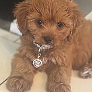Tootsie is registered to the contest to win money with this photo: puppy, dog, brown, fluffy, cute, collar, pendant, heart_shaped, pet, animal, indoor, floor, tile, close_up, young, adorable, mammal, domestic_animal, lying_down, fur