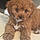 Tootsie