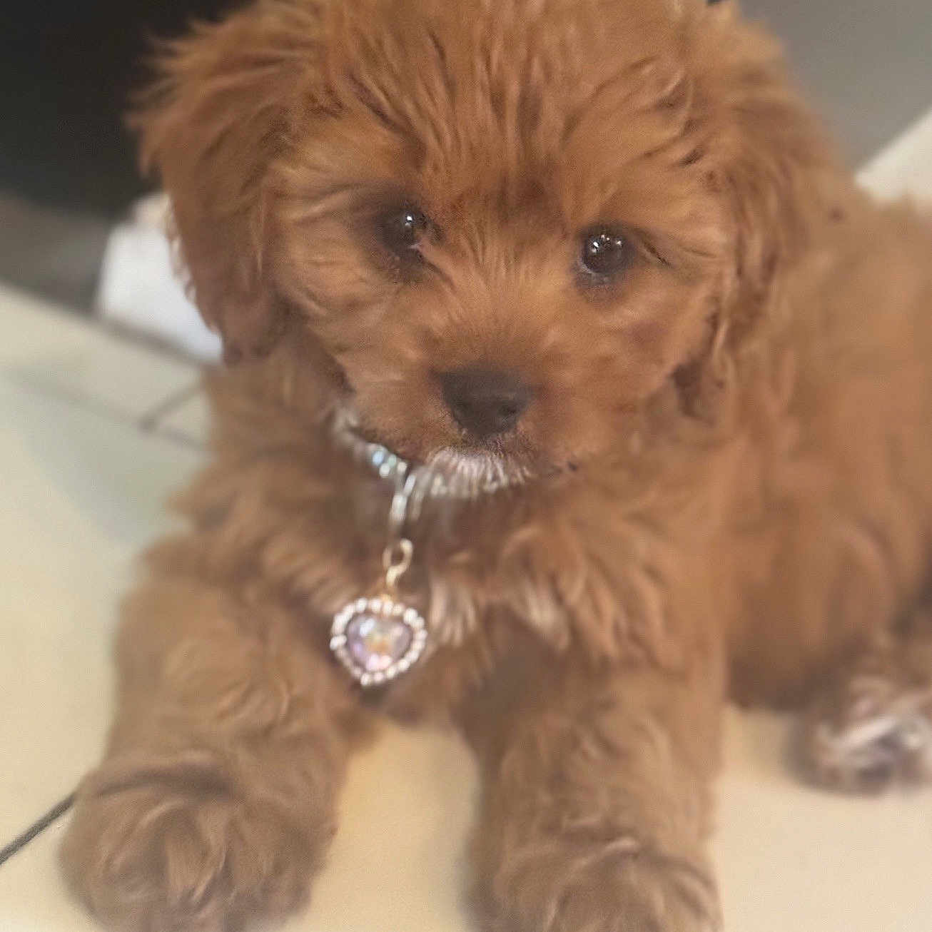Tootsie