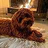Tootsie is registered to the contest to win money with this photo: animal, brown_dog, comfort, companion, cozy, curly_fur, cute, dog, fire, fireplace, fluffy, fur, home, indoor, lying_down, pet, relaxing, resting, warm_light, white_rug
