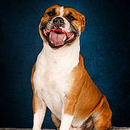 Taken participe au concours pour gagner de l'argent avec cette photo : dog, smiling, happy, sitting, pet, canine, fur, portrait, studio, background, brown, white, animal, domestic, mammal, friendly, cute, looking_at_camera, indoors, texture