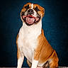 dog, smiling, happy, sitting, pet, canine, fur, portrait, studio, background, brown, white, animal, domestic, mammal, friendly, cute, looking_at_camera, indoors, texture