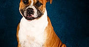 Taken a rejoint le concours — aidez-le/la à gagner de superbes lots ! dog, brown, white, pet, portrait, studio, sitting, fur, canine, animal, cute, indoor, background, expression, looking, ears, tail, paw, friendly, furry