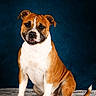 dog, brown, white, pet, portrait, studio, sitting, fur, canine, animal, cute, indoor, background, expression, looking, ears, tail, paw, friendly, furry