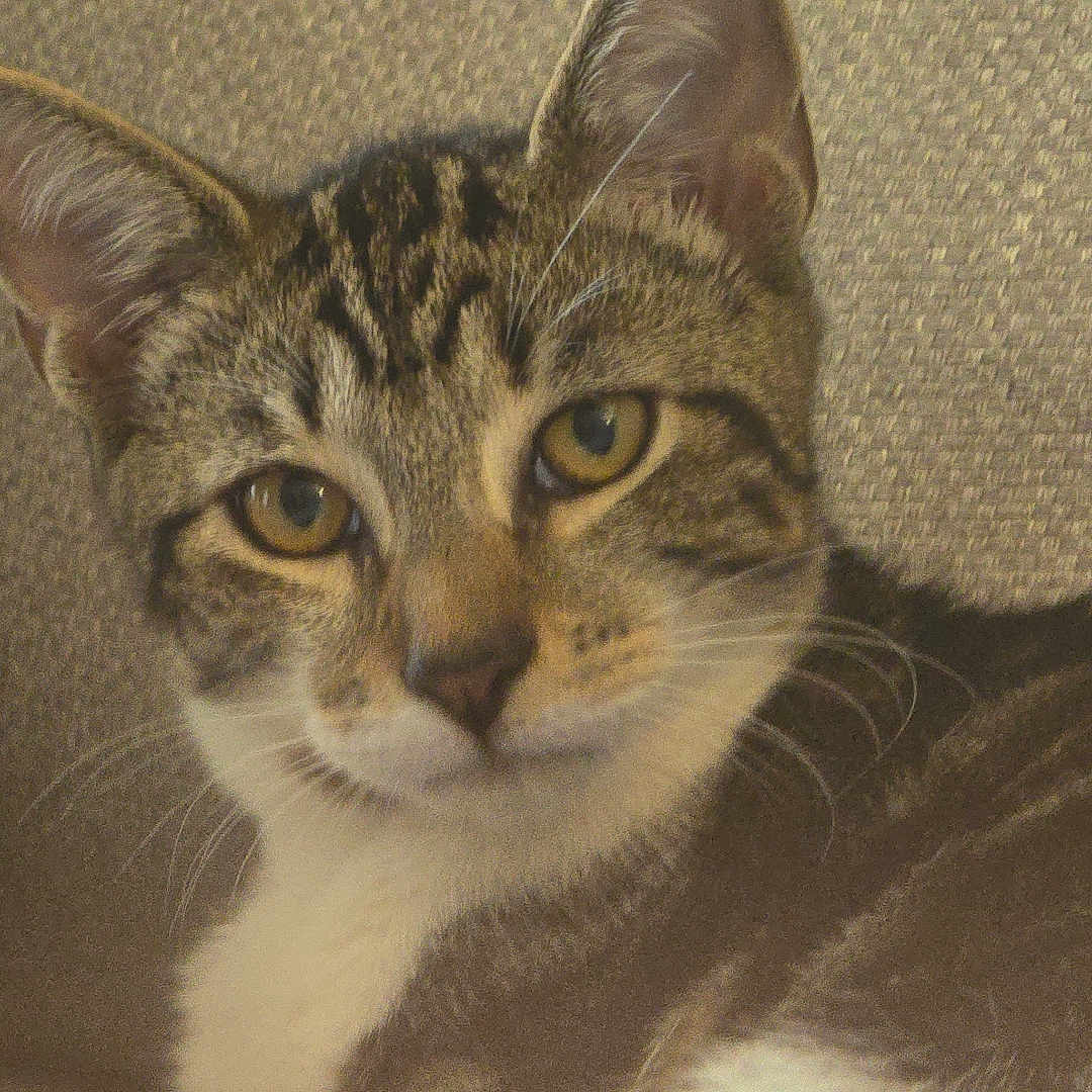 King Bob is registered to the contest to win money with this photo: animal, cat, closeup, couch, cute, domestic, ears, face, feline, fur, home, indoor, laying, mammal, pet, portrait, relaxed, resting, tabby, whiskers