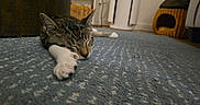 King Bob joined the competition — help win amazing prizes! animal, carpet, cat, cozy, cute, domestic, feline, floor, fur, home, house, indoor, paw, pet, quiet, relaxed, resting, sleeping, tabby, whiskers