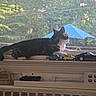 King Bob joined the competition — help win amazing prizes! animal, blue_umbrella, brush, cat, daylight, domestic, greenery, household_item, indoor, pet, quiet, radiator, relaxed, side_view, sunlight, toy_cars, trees, vintage_toys, window_screen, windowsill