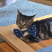 King Bob joined the competition — help win amazing prizes! animal, blue, bow_tie, carpet, cat, close_up, curious, cute, domestic, ears, face, feline, indoor, lying_down, pet, resting, striped, tabby, whiskers, wooden_floor