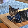 animal, blue, bow_tie, carpet, cat, close_up, curious, cute, domestic, ears, face, feline, indoor, lying_down, pet, resting, striped, tabby, whiskers, wooden_floor