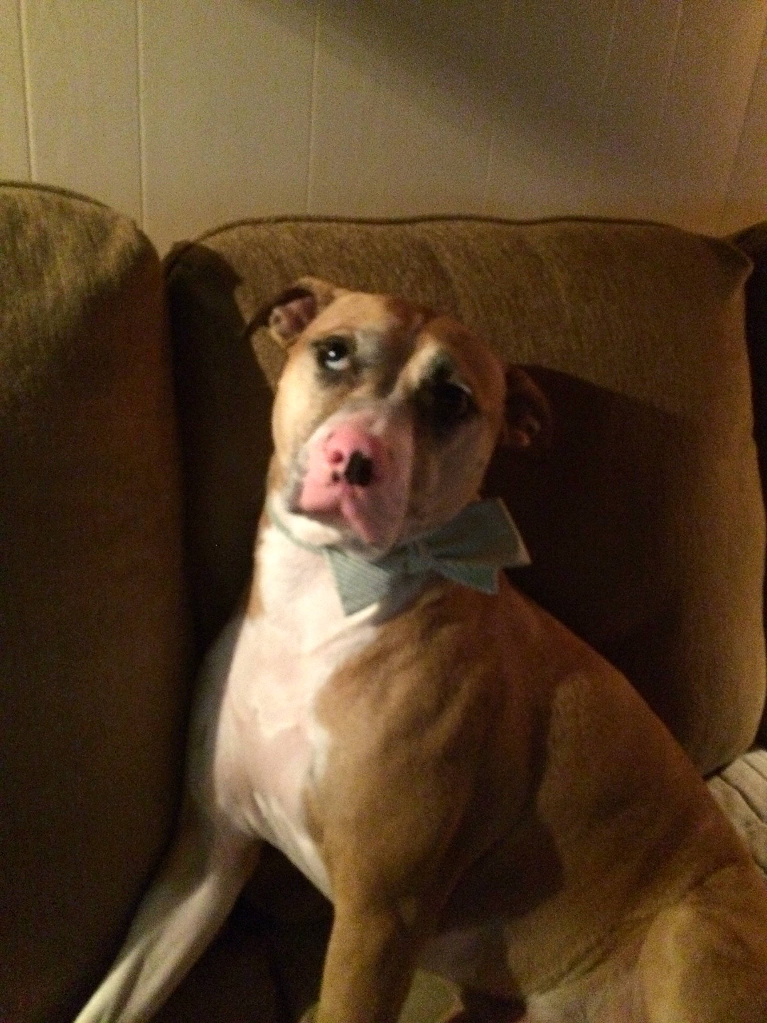 Baylor is registered to the contest to win money with this photo: american_bulldog, american_pit_bull_terrier, american_staffordshire_terrier, bully_kutta, canidae, carnivore, dog, dog_breed, ear, fawn, mammal, non_sporting_group, pit_bull, rare_breed_dog, sporting_group, valley_bulldog, vertebrate