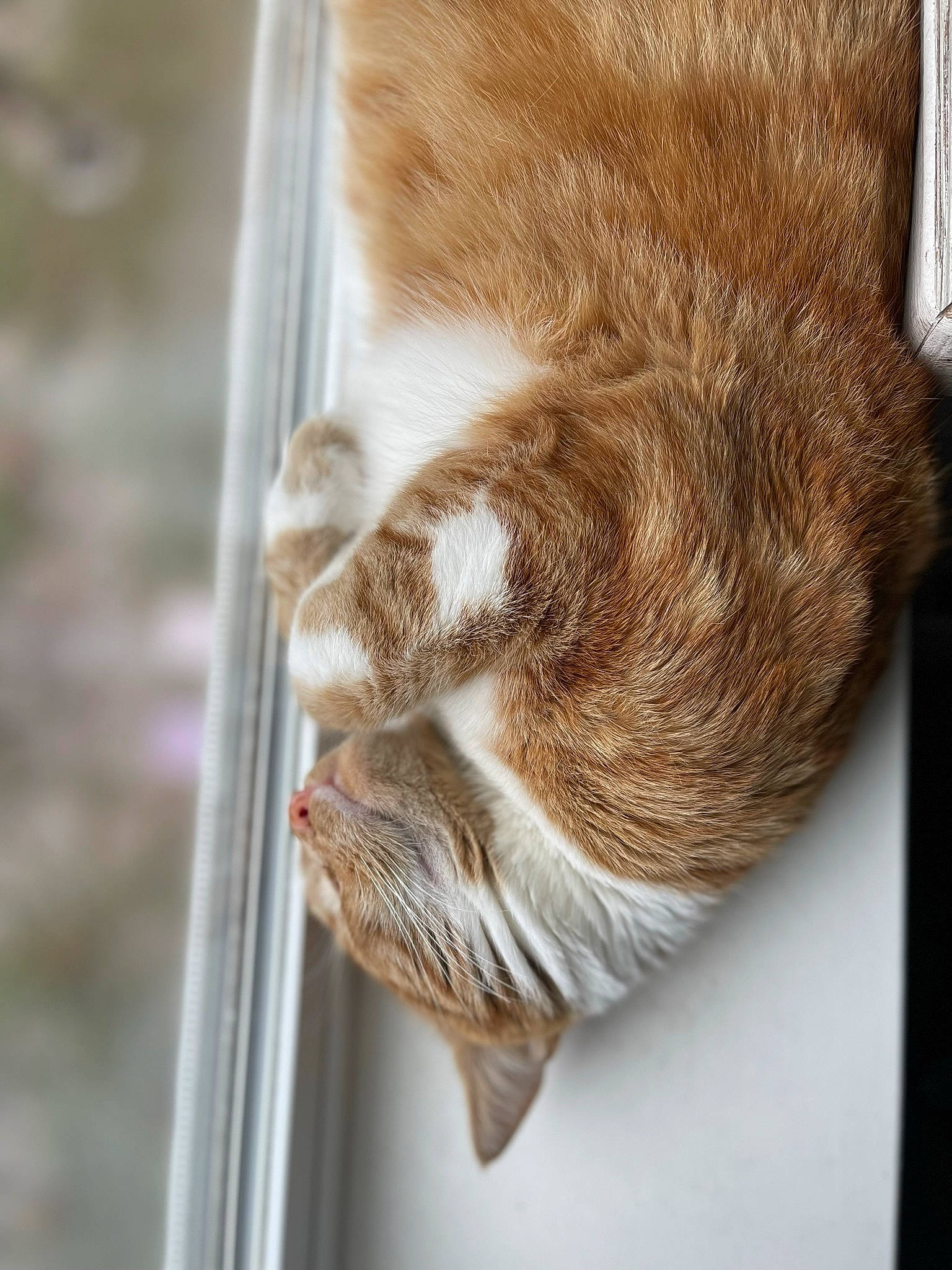 Mak joined the competition — help win amazing prizes! cat, claw, comfort, domestic_short_haired_cat, fawn, felidae, foot, fur, hardwood, human_leg, leg, plant, rope, small_to_medium_sized_cats, snout, tail, terrestrial_animal, whiskers, wildlife, wood