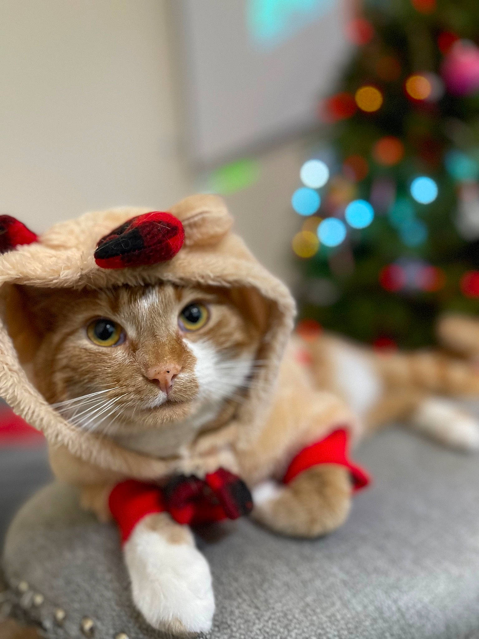 Mak joined the competition — help win amazing prizes! carnivore, cat, christmas, christmas_decoration, christmas_eve, christmas_ornament, christmas_tree, collar, domestic_short_haired_cat, event, fawn, felidae, fur, hat, holiday, ornament, small_to_medium_sized_cats, snout, tail, whiskers