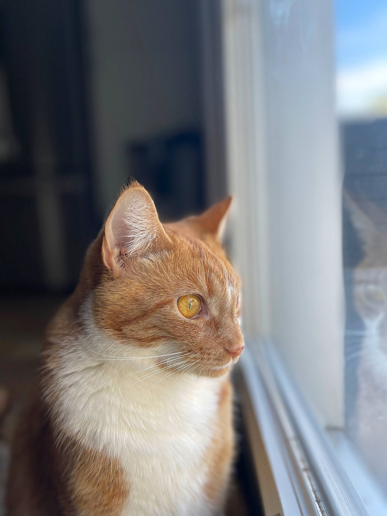Mak is registered to the contest to win money with this photo: carnivore, cat, domestic_short_haired_cat, door, fawn, felidae, fur, small_to_medium_sized_cats, snout, tail, whiskers, window, wood