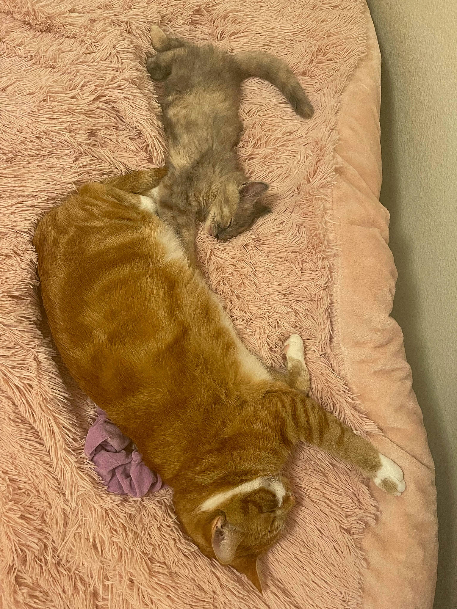 Mak joined the competition — help win amazing prizes! art, canidae, carnivore, cat, claw, comfort, dog_breed, domestic_short_haired_cat, fawn, felidae, fur, paw, sleeve, small_to_medium_sized_cats, snout, sporting_group, tail, terrestrial_animal, whiskers, wood