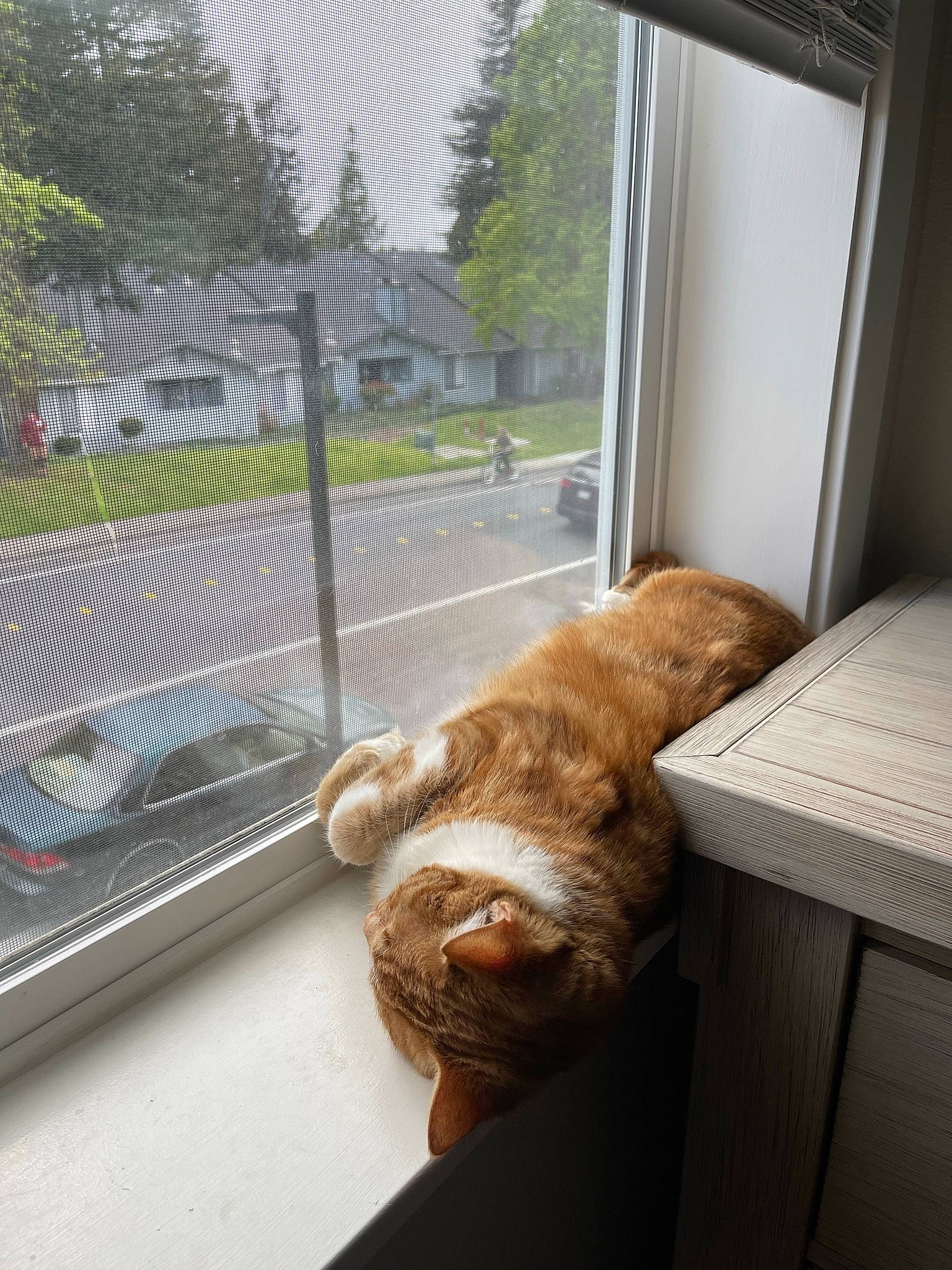 Mak is registered to the contest to win money with this photo: car, carnivore, cat, comfort, companion_dog, domestic_short_haired_cat, fawn, felidae, flooring, fur, hardwood, plant, small_to_medium_sized_cats, table, tail, tree, vehicle_door, whiskers, window, wood