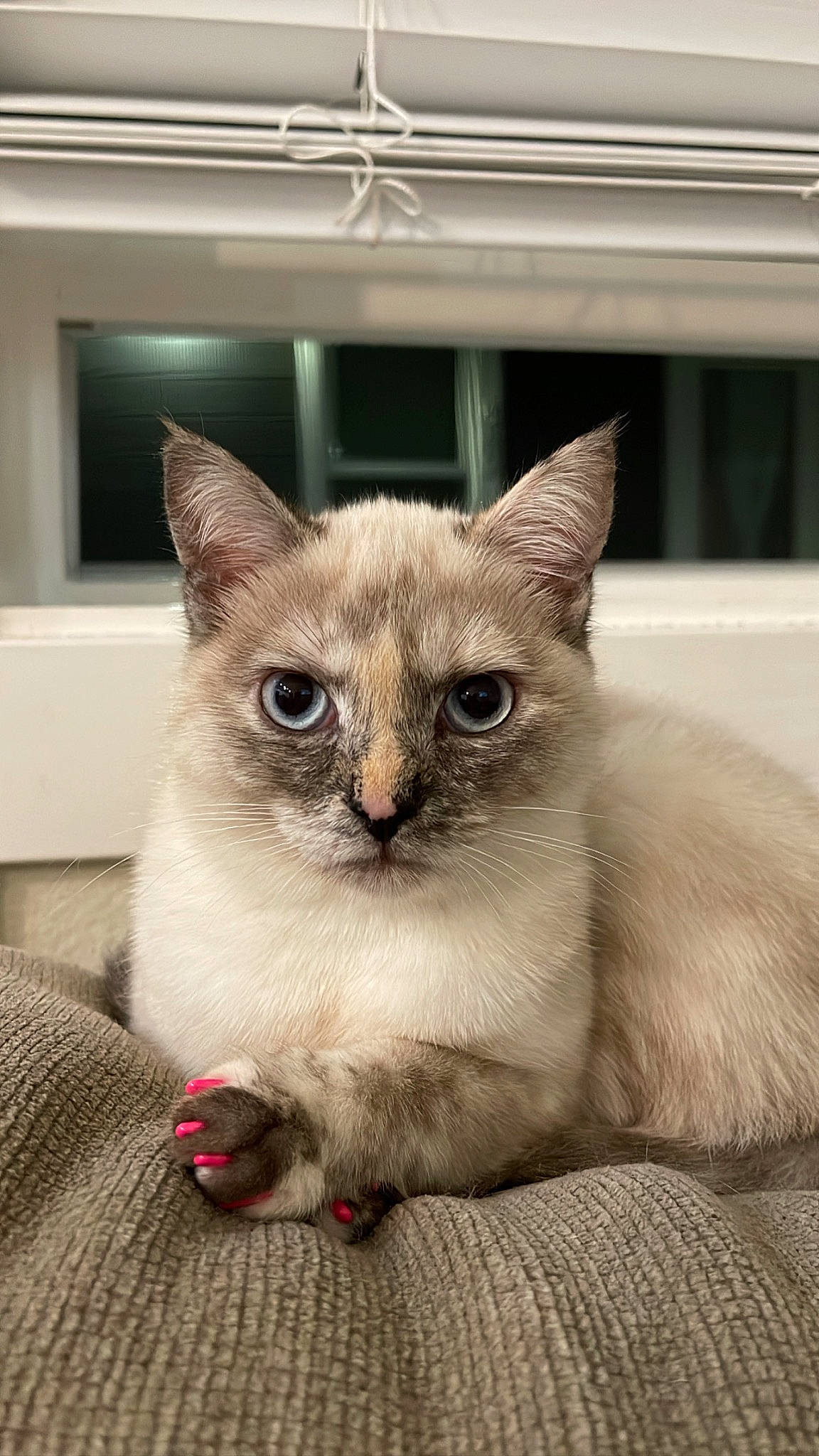 Ash is registered to the contest to win money with this photo: balinese, carnivore, cat, cat_furniture, cat_supply, comfort, domestic_short_haired_cat, eye, fawn, felidae, fur, head, pet_supply, photo_caption, siamese, small_to_medium_sized_cats, snout, terrestrial_animal, whiskers, window