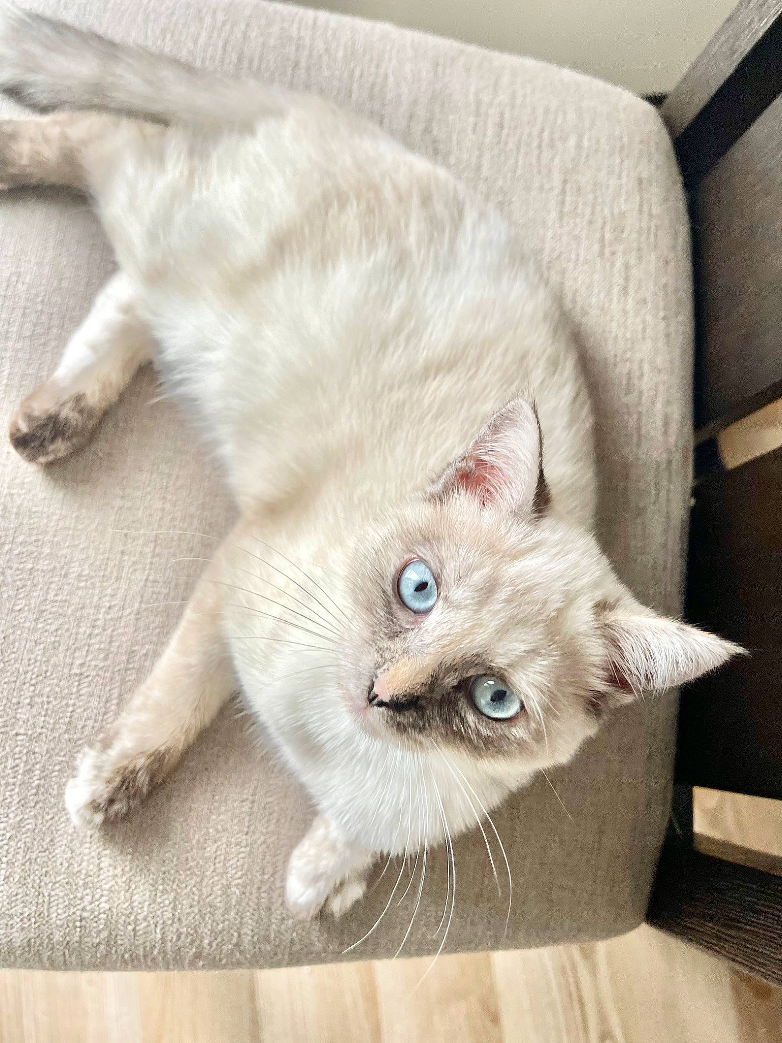 Ash is registered to the contest to win money with this photo: balinese, carnivore, cat, cat_supply, claw, comfort, couch, domestic_short_haired_cat, eye, fawn, felidae, flooring, fur, paw, small_to_medium_sized_cats, snout, tail, thai, whiskers