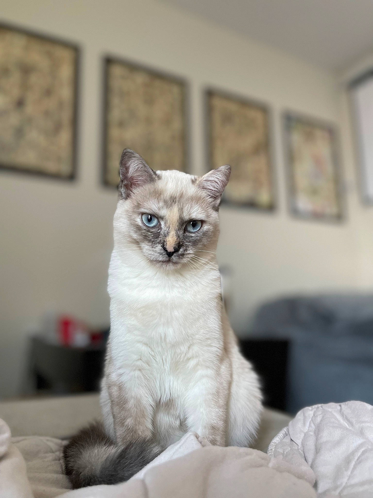 Ash is registered to the contest to win money with this photo: carnivore, cat, cat_furniture, cat_supply, comfort, couch, domestic_short_haired_cat, eye, fawn, felidae, flooring, fur, grey, picture_frame, small_to_medium_sized_cats, snout, tail, thai, whiskers, window