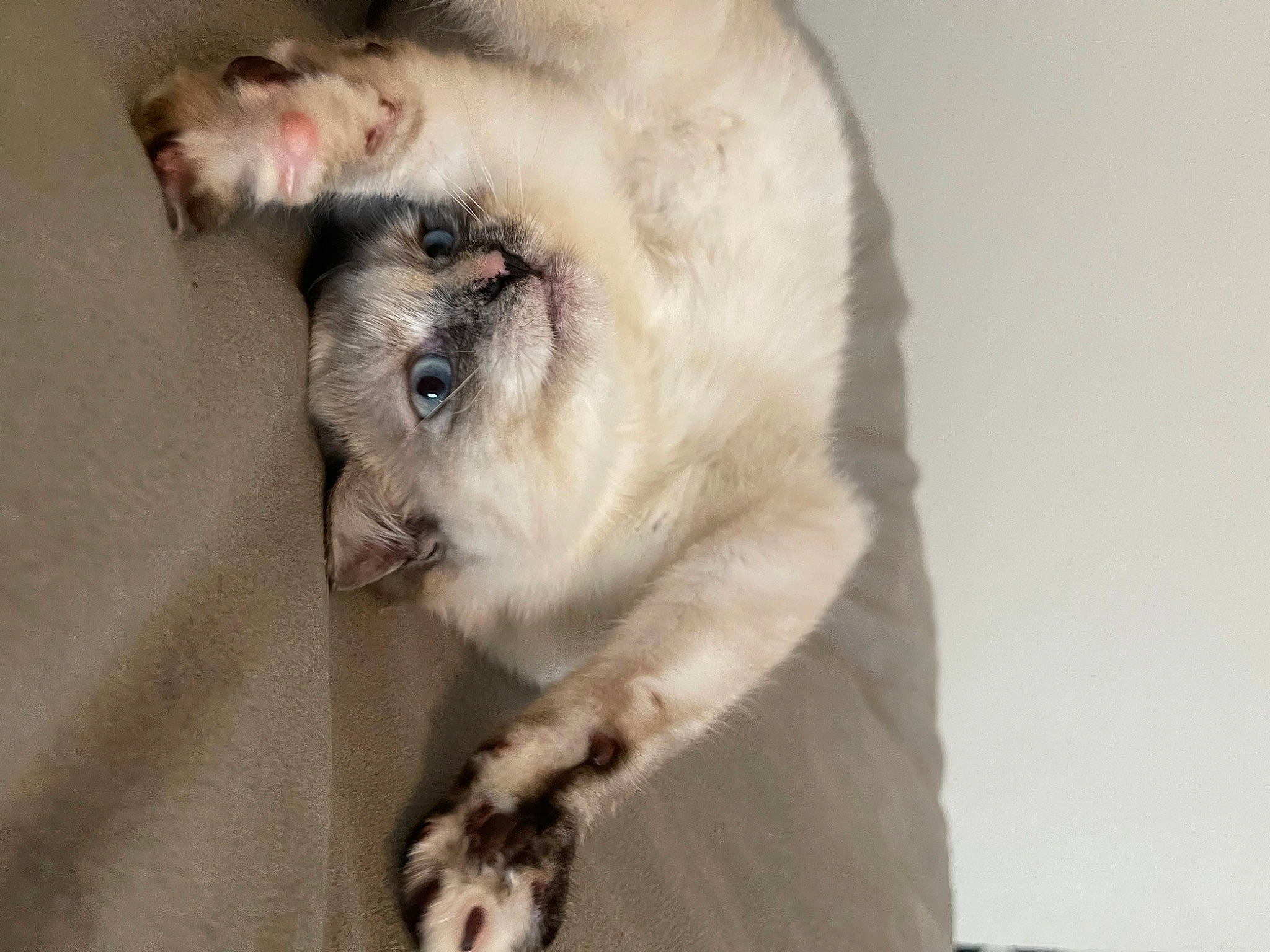 Ash is registered to the contest to win money with this photo: balinese, birman, carnivore, cat, companion_dog, dog_breed, domestic_short_haired_cat, door, fawn, felidae, fur, paw, siamese, small_to_medium_sized_cats, snout, tail, terrestrial_animal, thai, tonkinese, whiskers