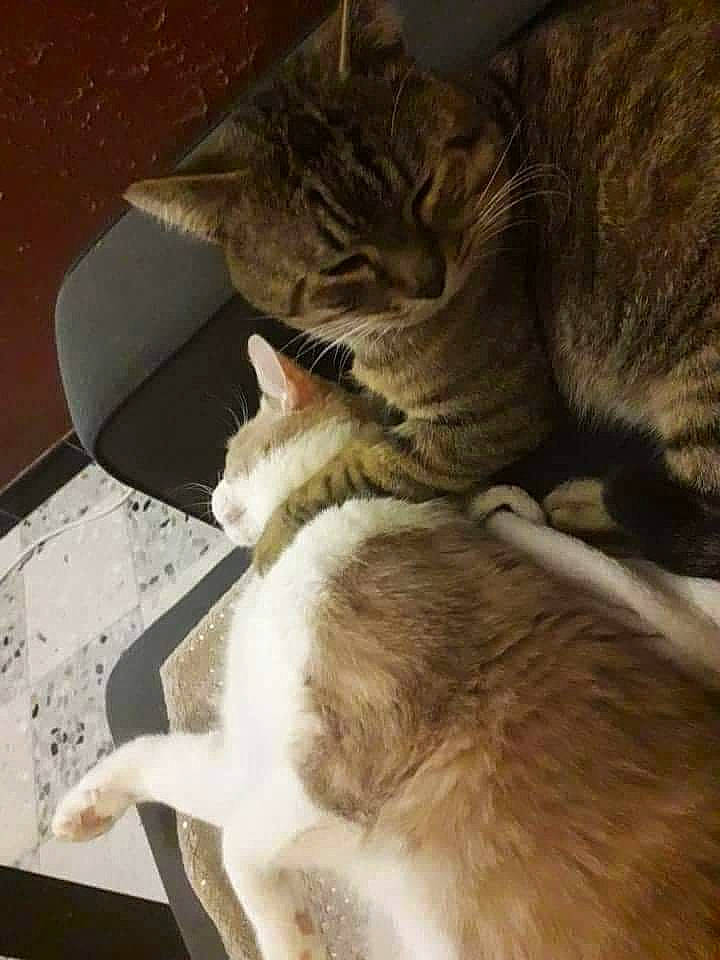 Trésor a rejoint le concours — aidez-le/la à gagner de superbes lots ! aegean_cat, carnivore, cat, domestic_short_haired_cat, ear, european_shorthair, fawn, felidae, fur, paw, small_to_medium_sized_cats, snout, tail, whiskers