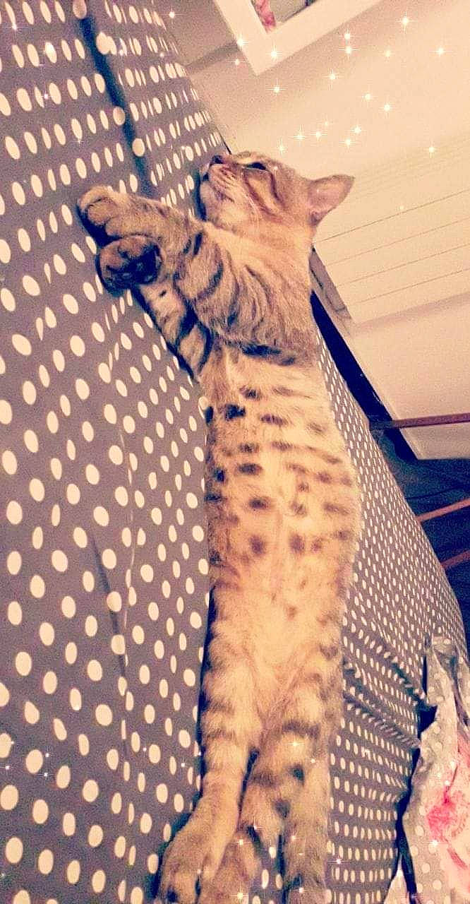 Trésor a rejoint le concours — aidez-le/la à gagner de superbes lots ! bengal, california_spangled, carnivore, cat, cheetah, egyptian_mau, fawn, felidae, mammal, ocicat, pattern, savannah, small_to_medium_sized_cats, whiskers, wild_cat, wildlife