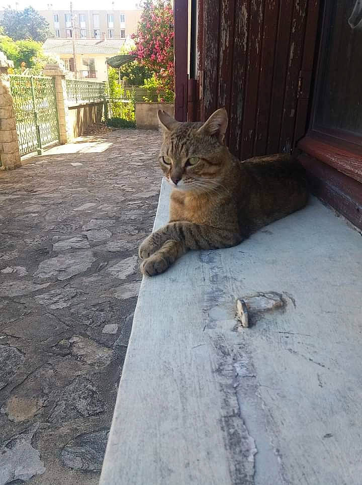 Trésor participe au concours pour gagner de l'argent avec cette photo : aegean_cat, bengal, carnivore, cat, domestic_short_haired_cat, egyptian_mau, european_shorthair, felidae, flagstone, floor, flooring, grass, ocicat, polydactyl_cat, sand, small_to_medium_sized_cats, tabby_cat, whiskers, wild_cat, wood