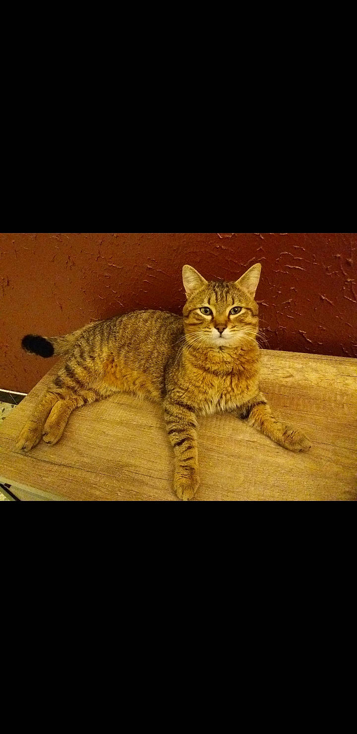 Trésor participe au concours pour gagner de l'argent avec cette photo : american_bobtail, arabian_mau, asian, california_spangled, carnivore, cat, domestic_short_haired_cat, dragon_li, european_shorthair, felidae, mammal, ocicat, pixie_bob, rusty_spotted_cat, small_to_medium_sized_cats, snout, tabby_cat, vertebrate, whiskers, wild_cat