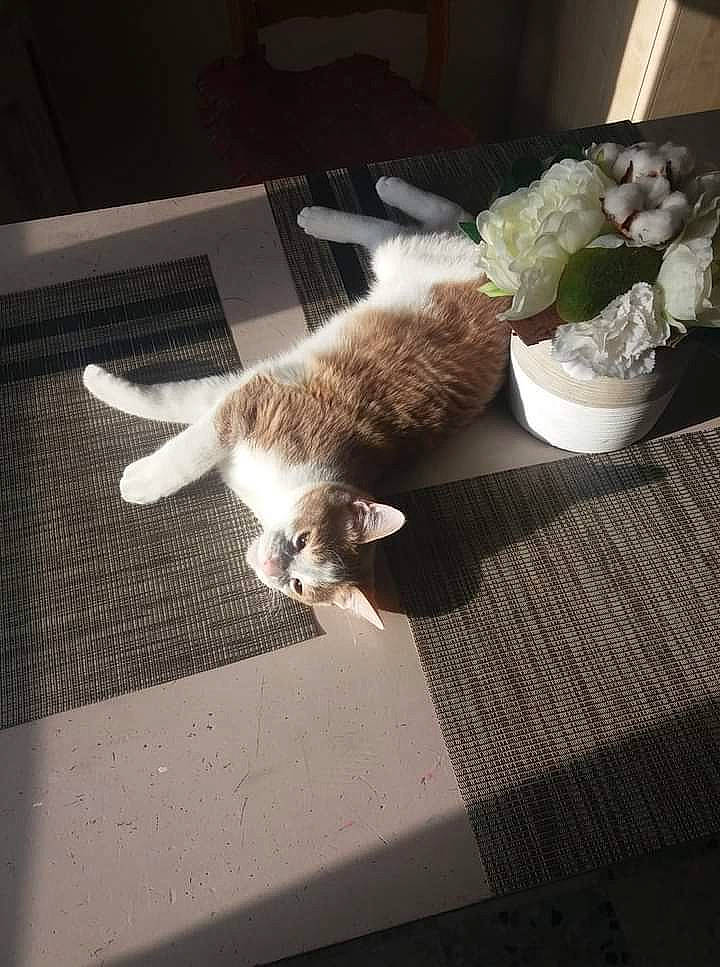 Miel a rejoint le concours — aidez-le/la à gagner de superbes lots ! canidae, carnivore, cat, european_shorthair, fawn, felidae, floor, flooring, kitten, small_to_medium_sized_cats, table, tail, whiskers