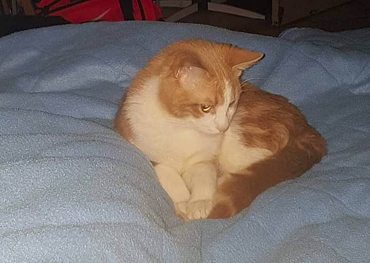 Miel participe au concours pour gagner de l'argent avec cette photo : asian, carnivore, cat, cymric, domestic_long_haired_cat, domestic_short_haired_cat, european_shorthair, eye, fawn, felidae, fur, kitten, mammal, polydactyl_cat, small_to_medium_sized_cats, tail, whiskers