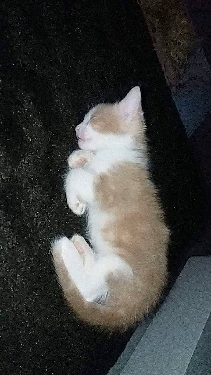 Miel a rejoint le concours — aidez-le/la à gagner de superbes lots ! carnivore, cat, cymric, domestic_long_haired_cat, felidae, fur, kitten, mammal, norwegian_forest_cat, paw, persian, polydactyl_cat, ragamuffin, small_to_medium_sized_cats, tail, turkish_angora, turkish_van, whiskers