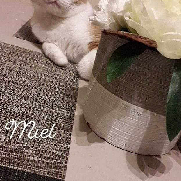 Miel