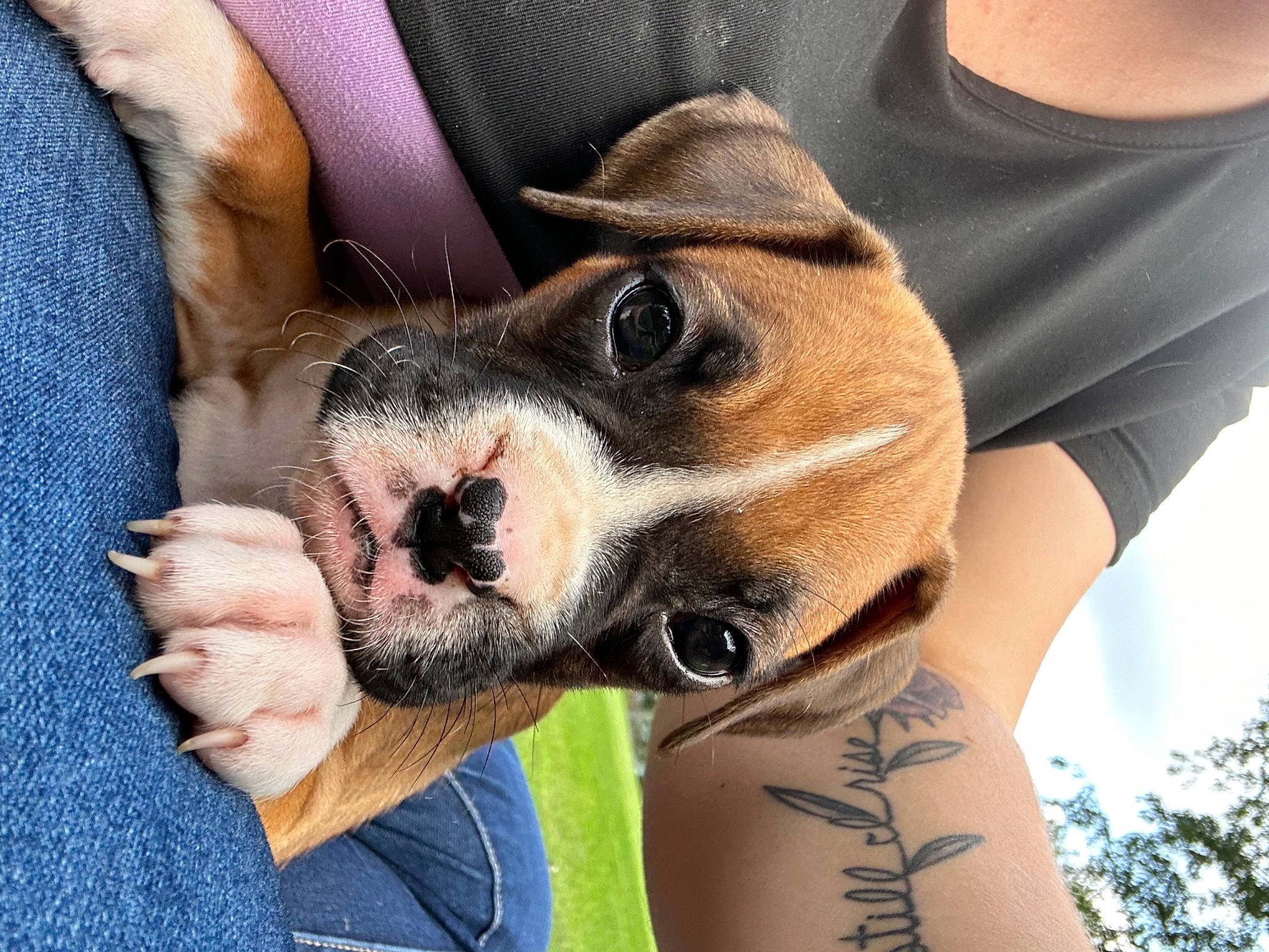 Ellie is registered to the contest to win money with this photo: ancient_dog_breeds, canidae, carnivore, collar, companion_dog, dog, dog_breed, elbow, eyewear, fawn, fur, paw, puppy_love, selfie, sleeve, snout, sunglasses, toy_dog, whiskers, working_animal